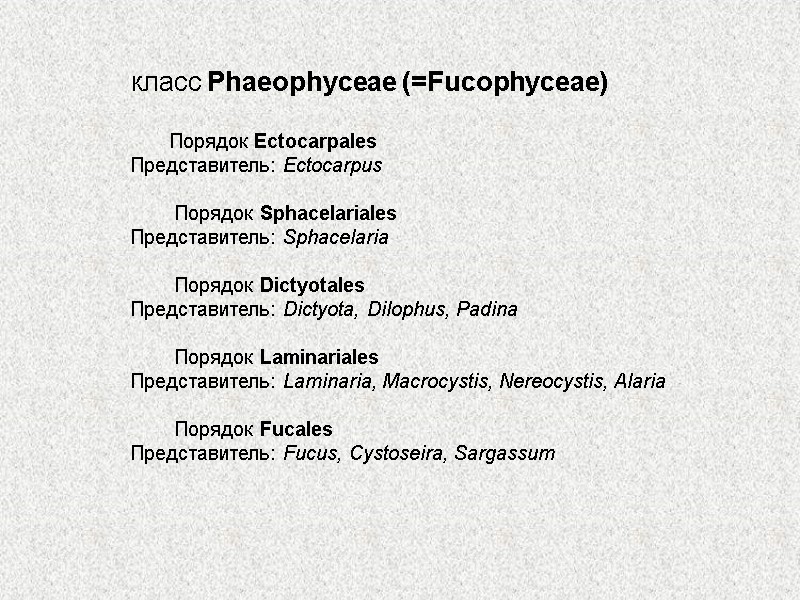 класс Phaeophyceae (=Fucophyceae)         Порядок Ectocarpales Представитель: